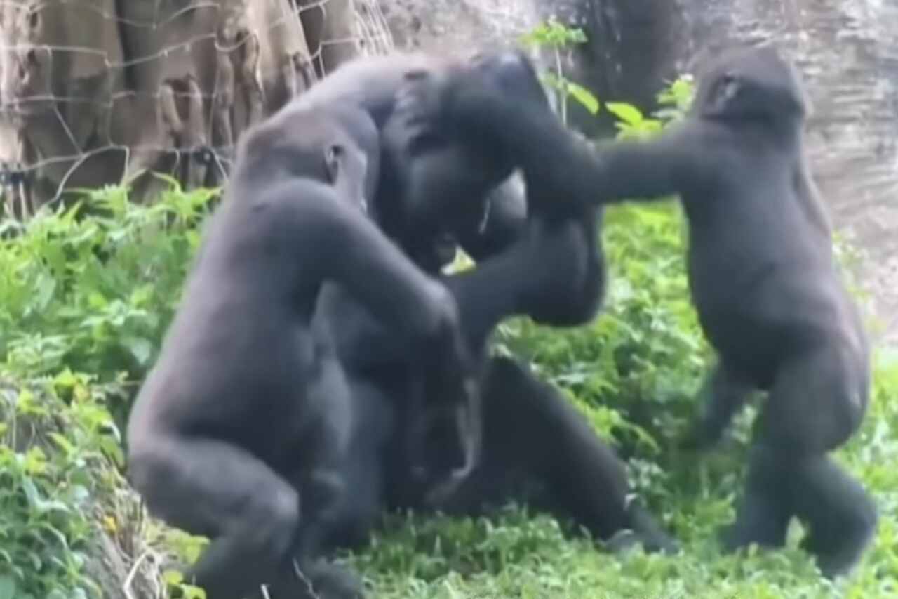 Hilarious video: find it hard to deal with a human child? See how much a gorilla mother suffers