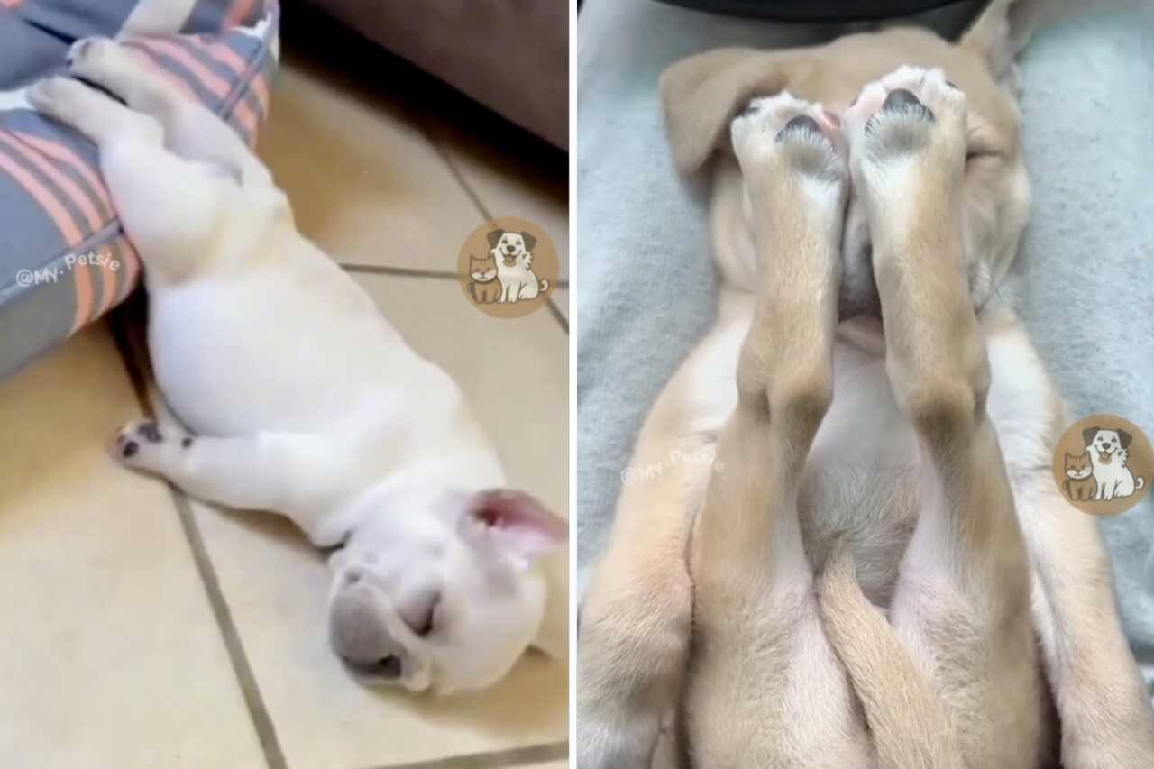 This hilarious video of dogs sleeping in bizarre positions will brighten your day