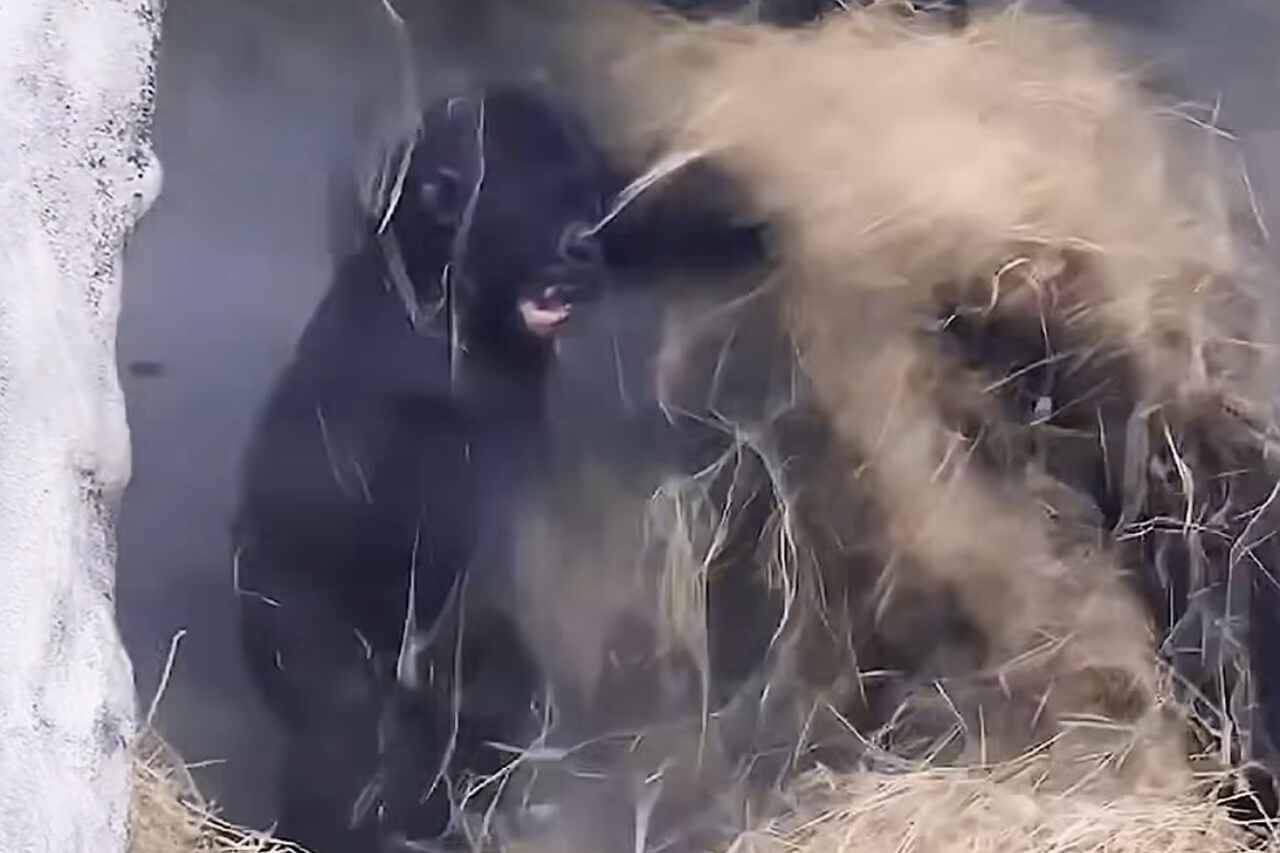 Hylende morsom video: Gorillaer lanserer sin egen versjon av en 'putekrig'