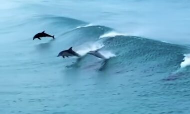 Vídeo impressionante registra golfinhos fazendo nado sincronizado no mar