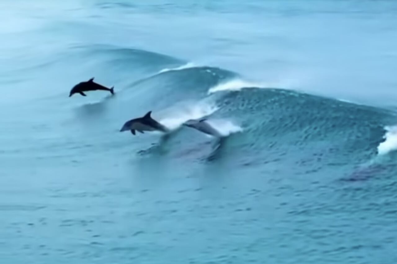 Imponerende video fanger delfiner som utfører synkronsvømming i havet