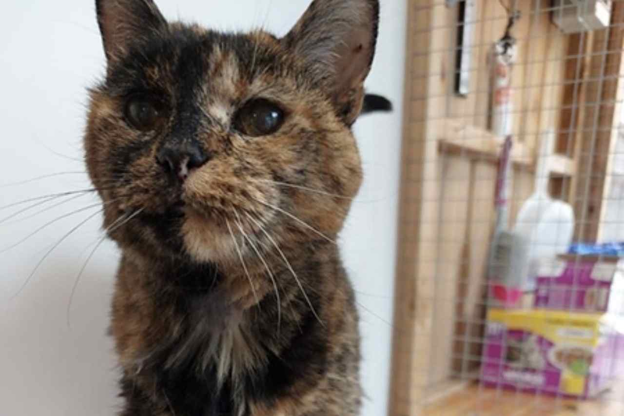 Gata mais velha do mundo morre aos 33 anos de idade