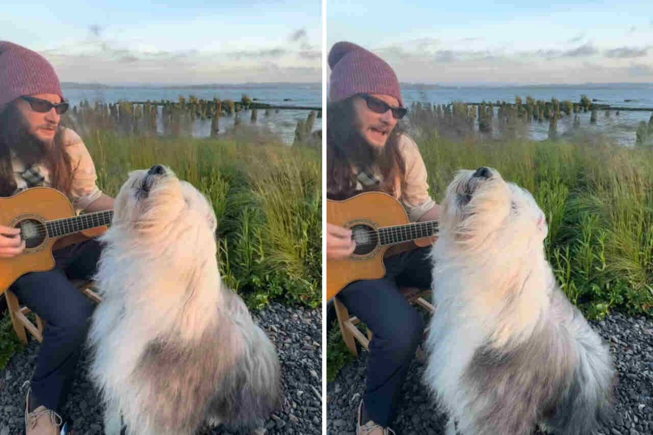 Vídeo hilário: cachorro fica extremamente emocionado com sucesso de Taylor Swift