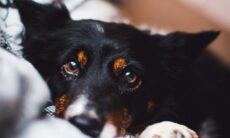 Saiba como cuidar da saúde ocular do seu pet