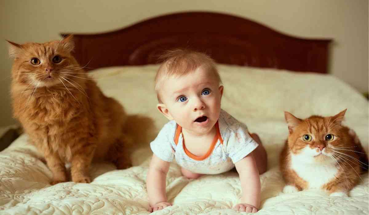 Cats associate words and images faster than human babies, study says