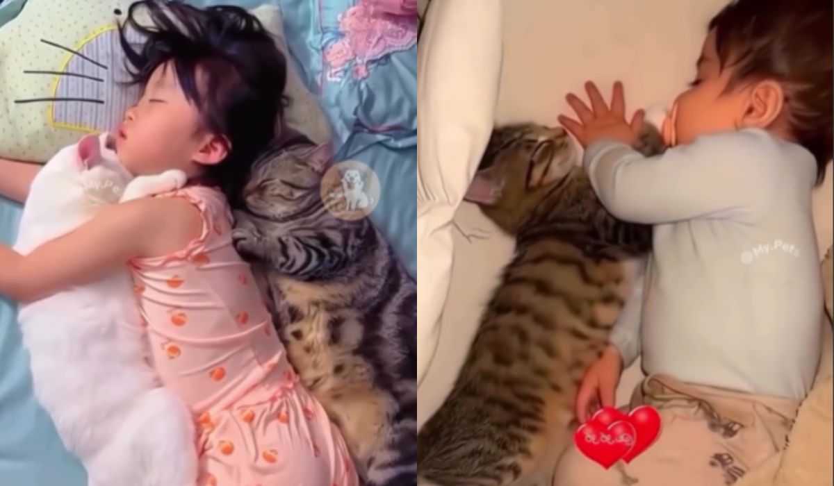 Raccolta di video mostra momenti adorabili tra gatti e bambini