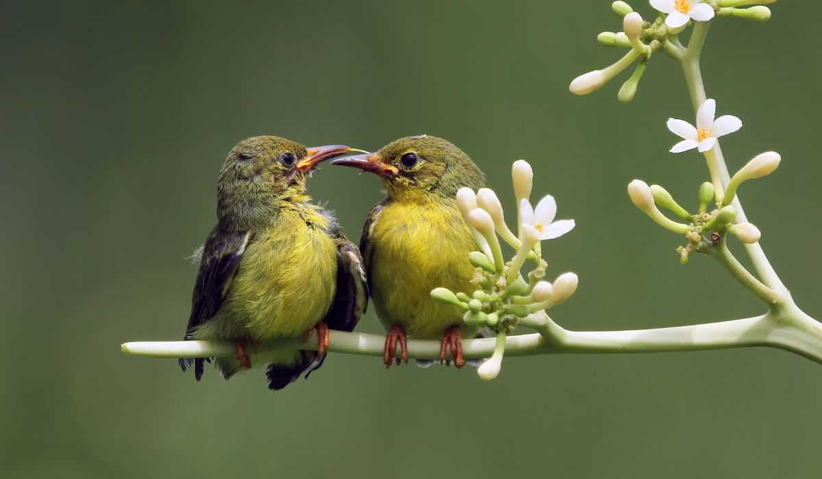 庭に鳥を引き寄せる方法を学ぶ