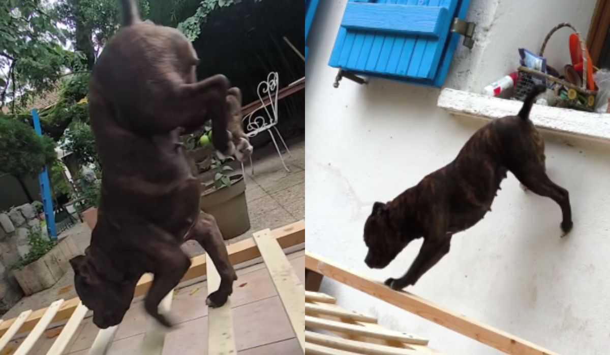 Vídeo registra cachorra dando aula impressionante de acrobacia