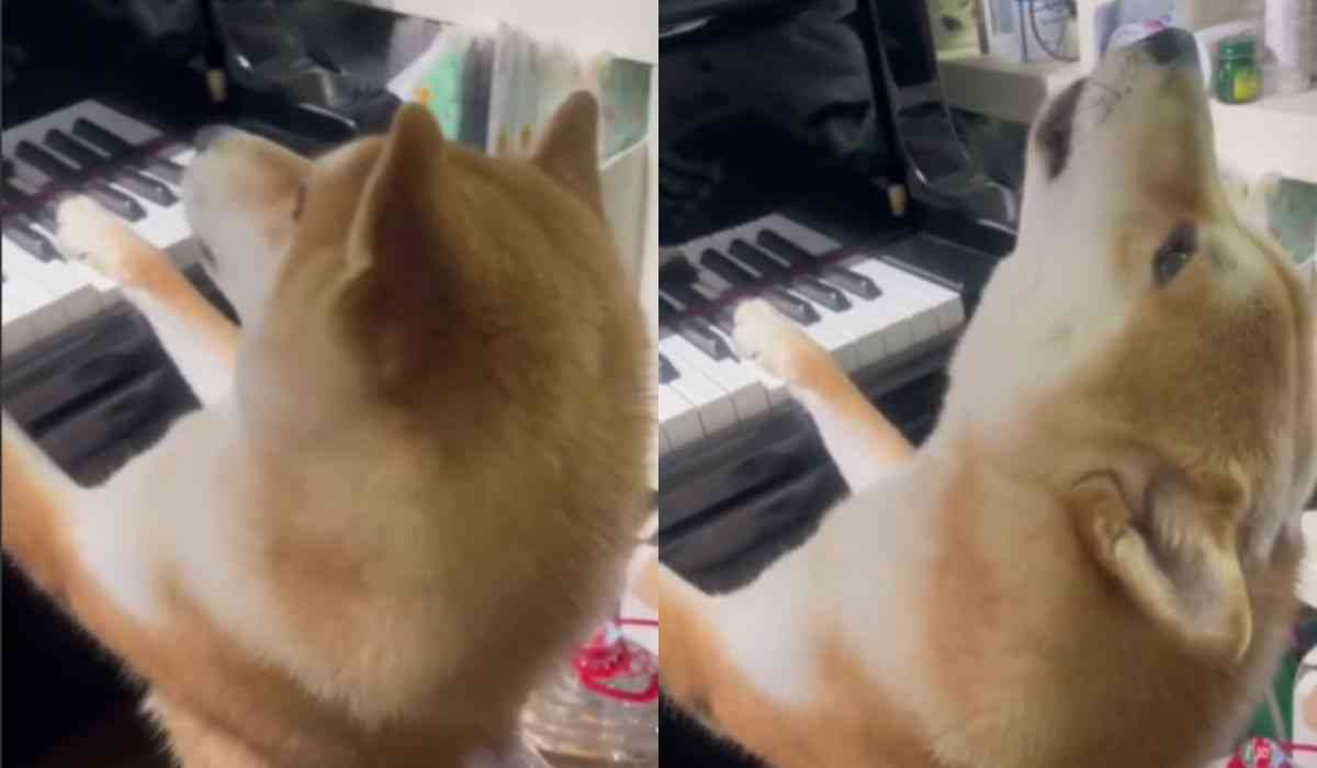 Funny video: puppy performs a melancholic song on the piano