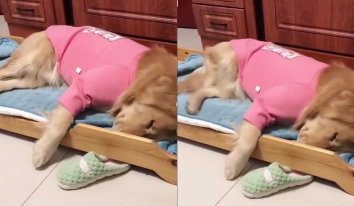 Hilarisch video: terwijl hij slaapt, droomt de hond dat hij aan het rennen is