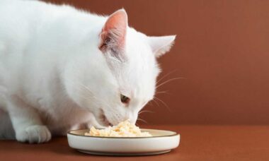 Saiba o que acontece com o seu gato quando ele come queijo (Freepik)