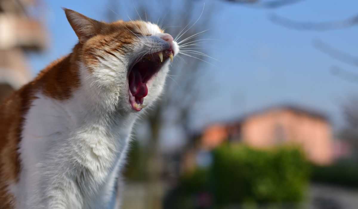 Lernen Sie Max kennen, die Katze, die 2 Millionen Follower auf TikTok erobert hat