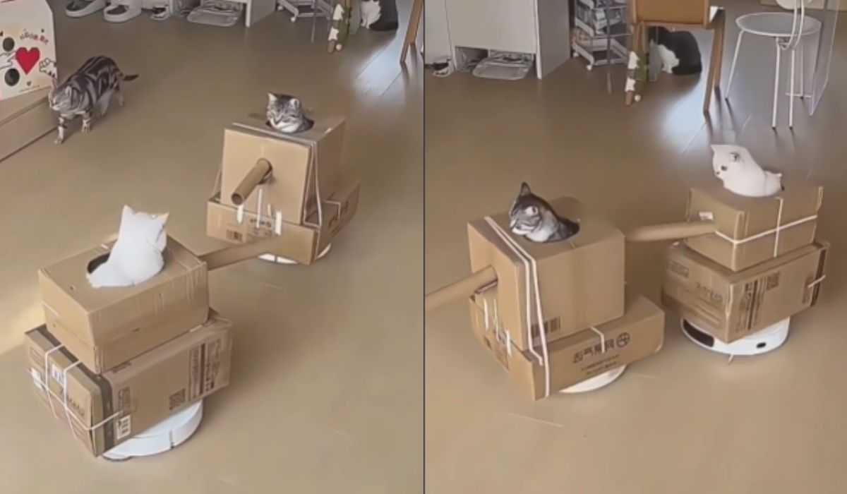 Lustiges Video: Katzen ziehen in den Krieg auf Robotersaugern