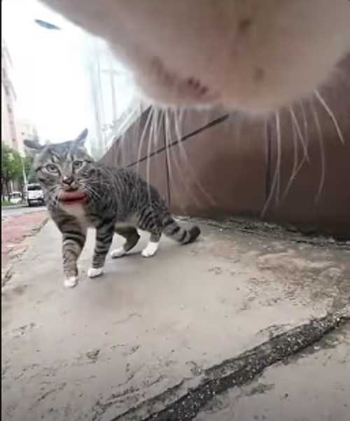 Die Katze Max, mit einer GoPro um den Hals, konfrontiert eine andere Katze auf der Straße (TikTok / max20499)