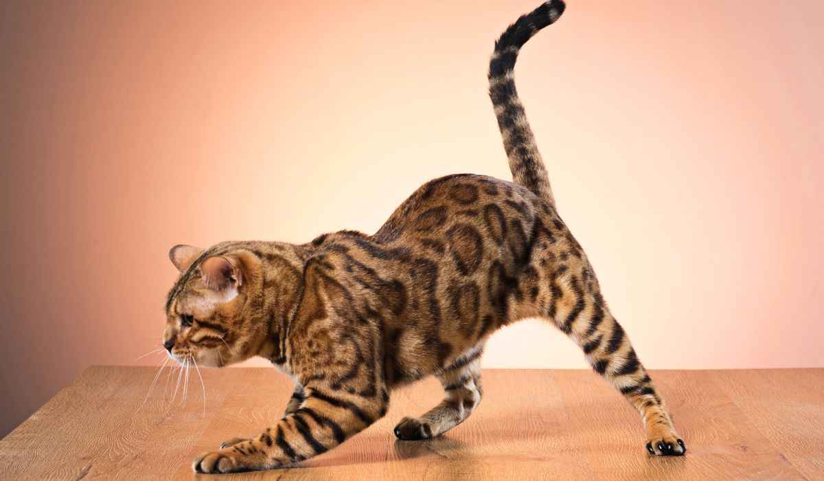 Un scientifique explique les chats comme des 'corps liquides'