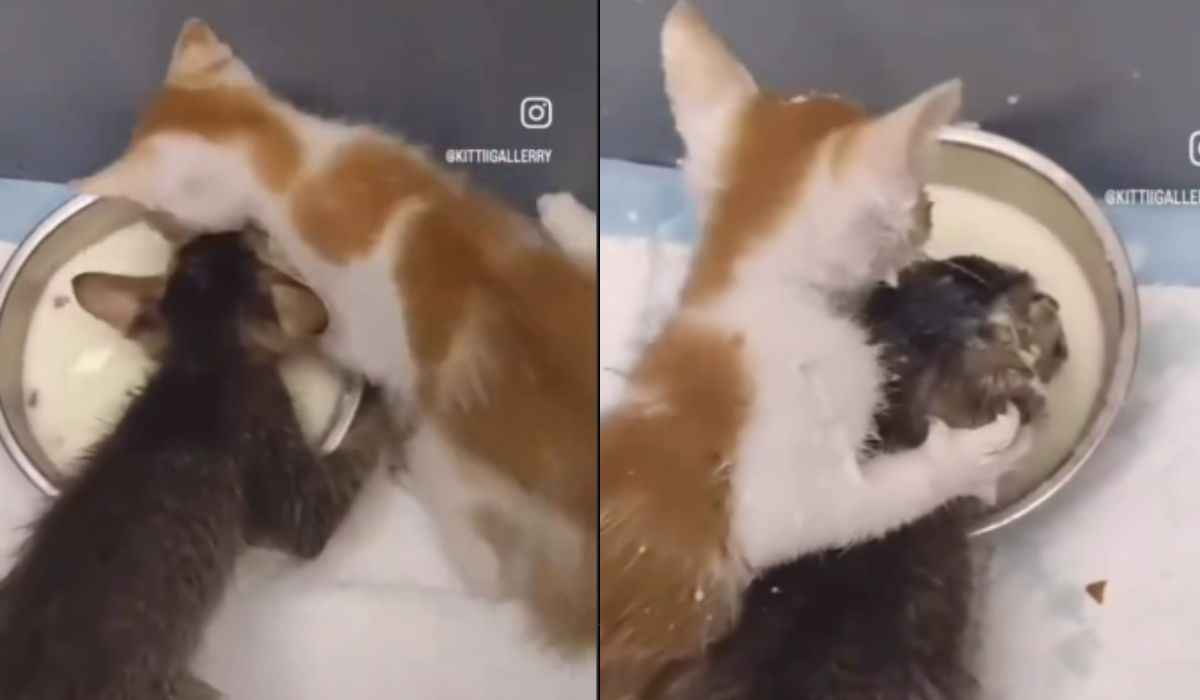 Funny video: greedy kittens engage in an epic lunch battle