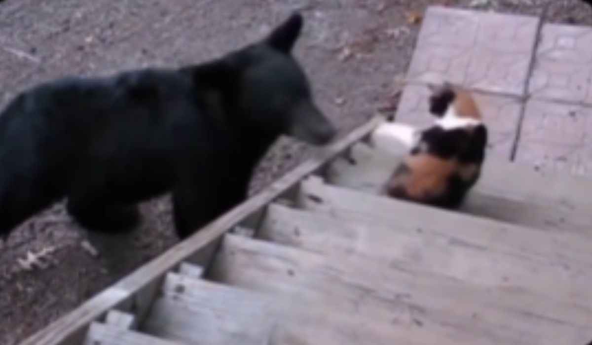 Video esilarante: orso affronta un gatto arrabbiato e se la passa male