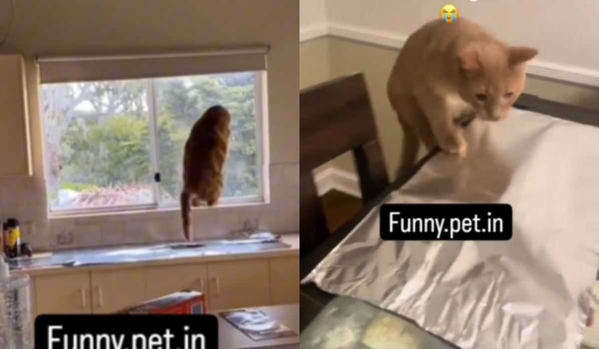 Hilarische Videos zeigen Katzen, die sich vor Aluminiumfolie erschrecken