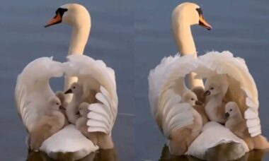 Vídeo fofo: mamãe cisne desfila orgulhosa com sua ninhada