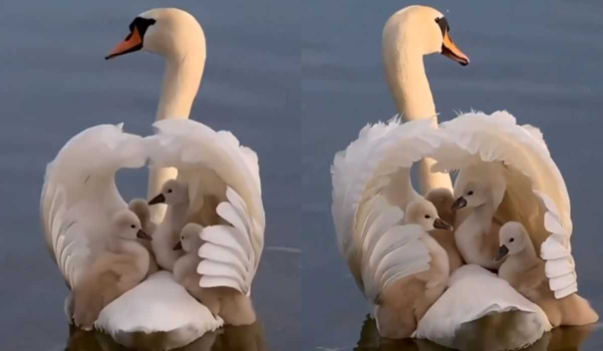 Schattig video: moeder zwaan paradeert trots met haar kuikens