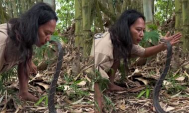 Vídeo impressionante mostra encantadora dominando cobra naja indiana