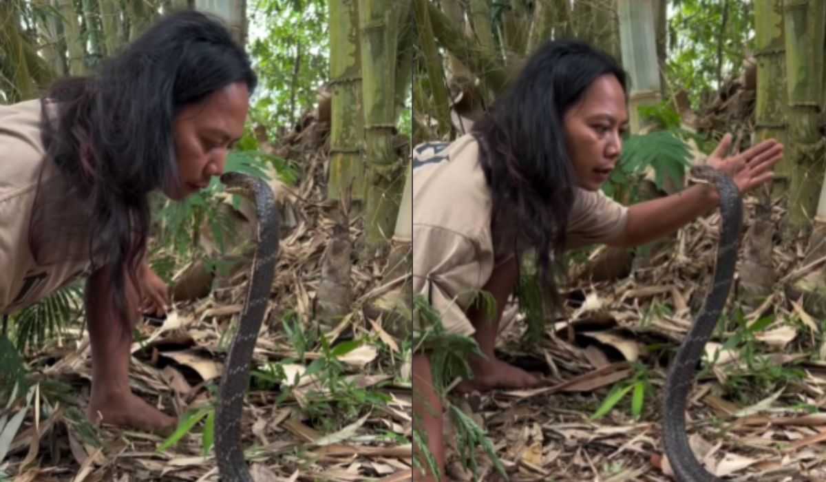 Vídeo impressionante mostra encantadora dominando cobra naja indiana