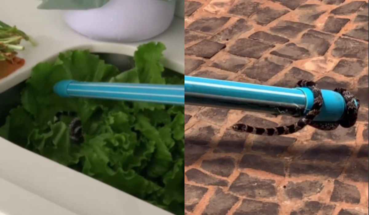 Vidéo impressionnante : une femme trouve un serpent parmi des feuilles de laitue dans l'évier