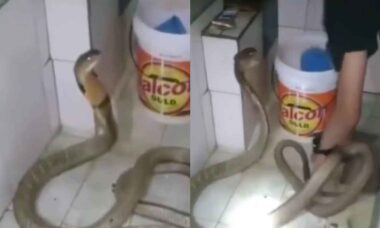 Vídeo impressionante mostra homem dando banho em serpente que parece gostar de água