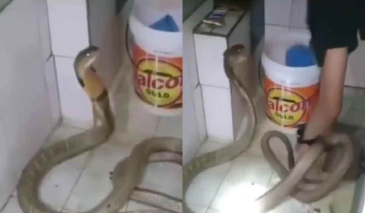 Video impressionante mostra uomo facendo il bagno a un serpente che sembra apprezzare l'acqua