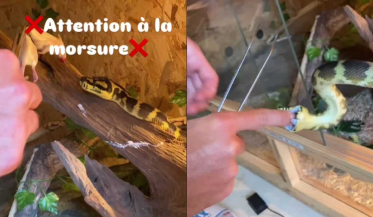 Impressive video shows man getting into trouble while feeding snake