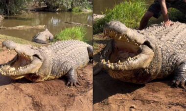 Vídeo registra Henry, o crocodilo mais velho do mundo com 123 anos