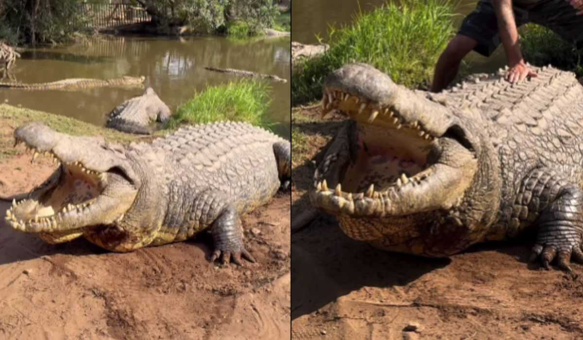 Video captures Henry, the oldest crocodile in the world at 123 years old