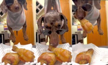 Vídeo hilário: cachorro aprende a 'voar' para devorar coxa de frango sobre a mesa