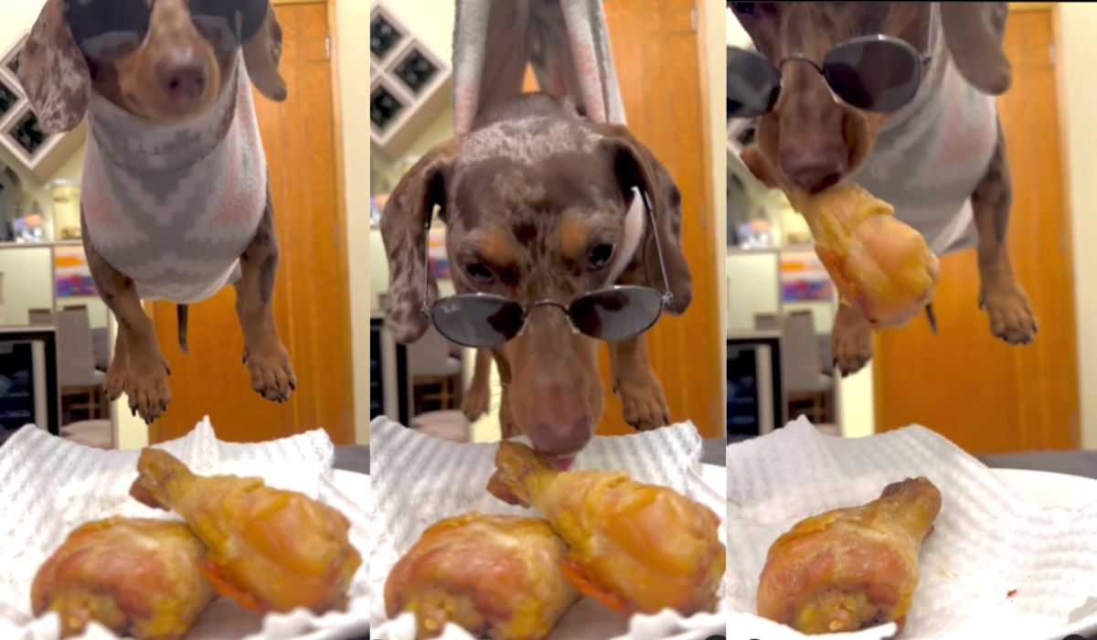 Vídeo hilário: cachorro aprende a 'voar' para devorar coxa de frango sobre a mesa