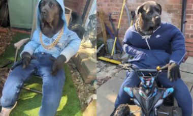 Cão estiloso vira estrela no TikTok e fatura quase R$ 7.000 por mês (TikTok @mist_the_canecorso)