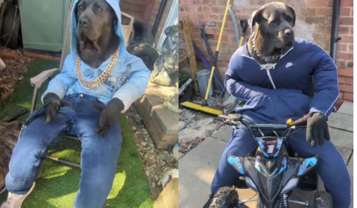 Stilig hund blir en TikTok-stjärna och tjänar nästan 1 200 USD per månad (TikTok @mist_the_canecorso)