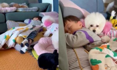 Vídeo de cachorrinha cuidando do sono de bebê é a coisa mais fofa que você vai ver hoje