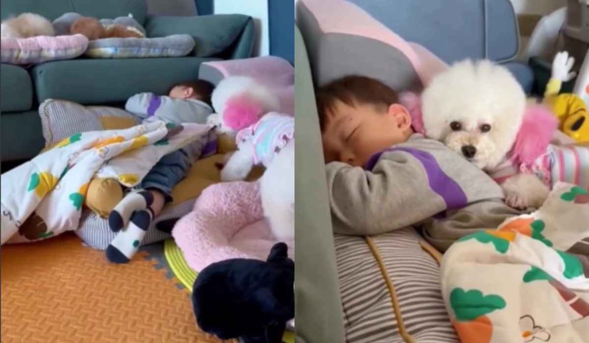 Video of a puppy taking care of a baby's sleep is the cutest thing you will see today