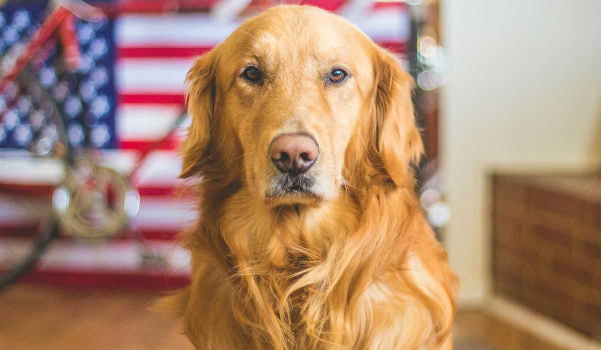 Ausgebildete Hunde stellen eine frühzeitige Diagnose von Brustkrebs