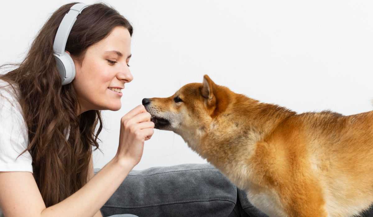 新しいスマートカラーが犬の飼い主と犬のコミュニケーションを向上させることを約束します