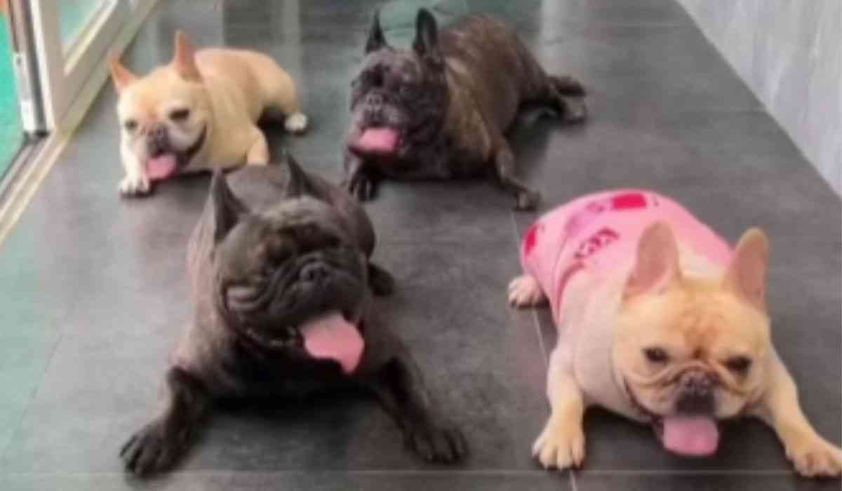 Niedliches Video: Schnaufende französische Bulldoggen führen synchronen Tanz mit ihren Zungen auf