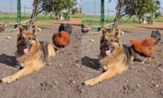 Vídeo fofo conta história da amizade entre cão e galinha