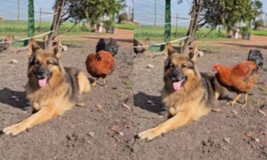 Vídeo fofo conta história da amizade entre cão e galinha