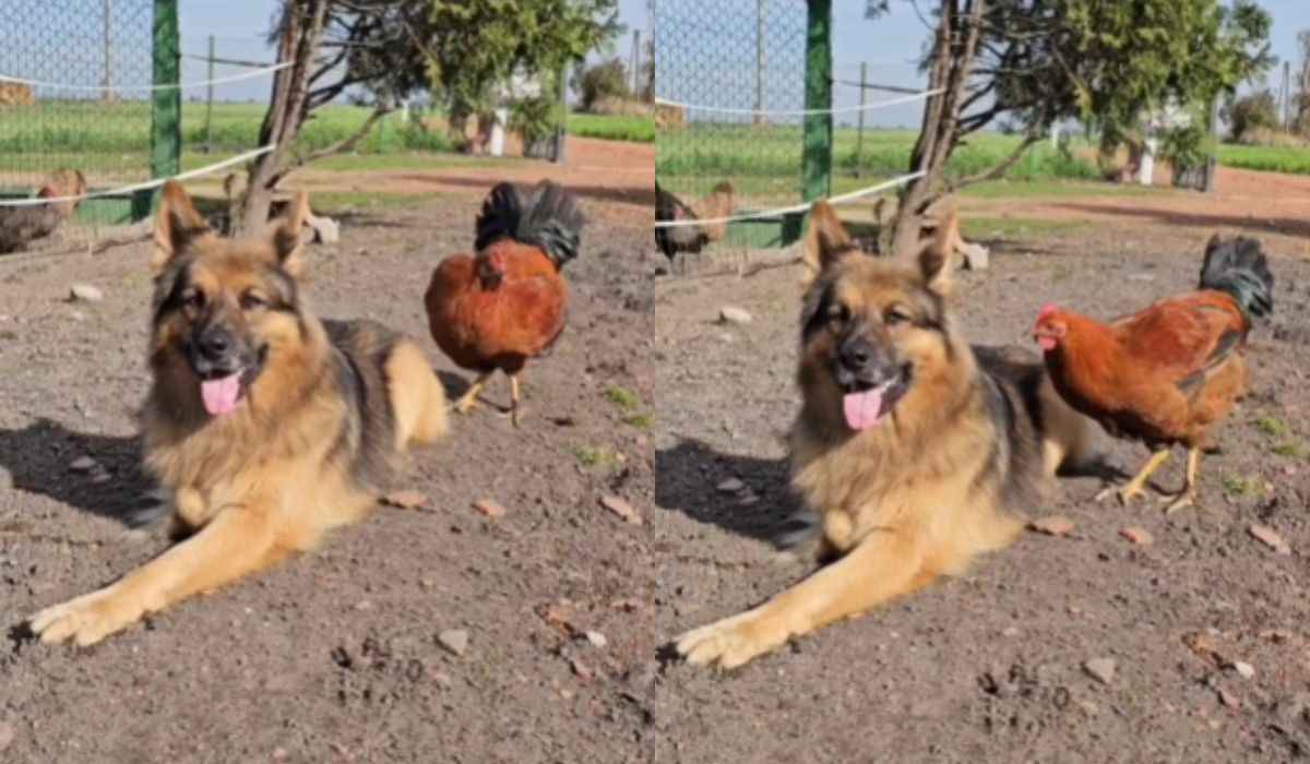 Schattige video vertelt het verhaal van de vriendschap tussen een hond en een kip