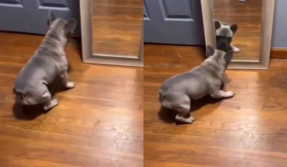 Funny video: French bulldog has serious issues with the mirror