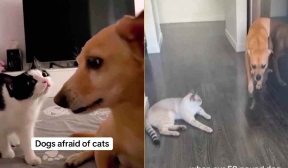 Hilarisk video viser hunde, der er bange for katte