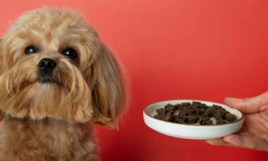 5 erros que os donos cometem na hora de alimentar seu pets