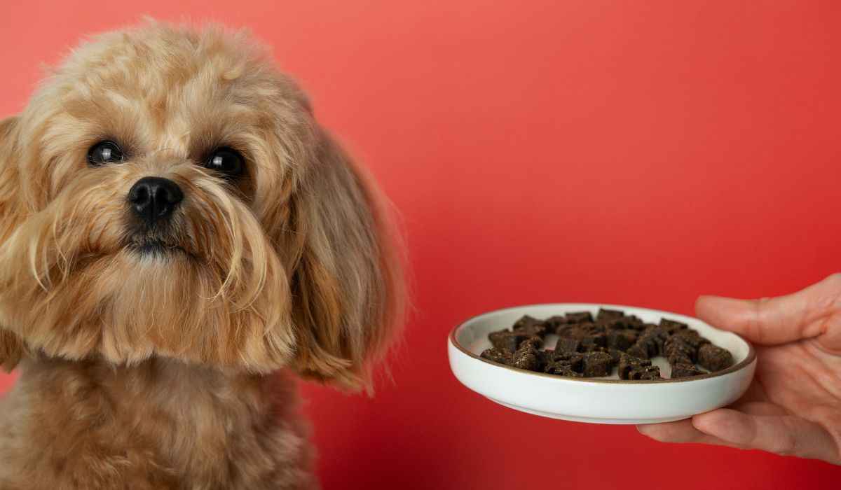 5 mistakes owners make when feeding their pets