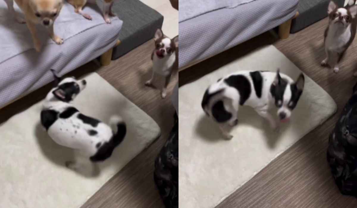 面白い動画：エナジードリンクを飲みすぎた子犬