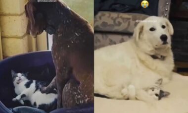 Vídeo: cães e gatos protagonizam batalhas ferozes para ver quem fica na caminha